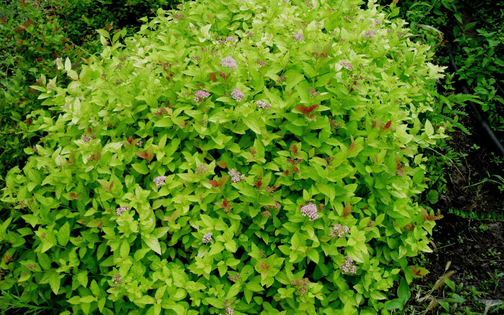 Красивое растение спирея на клумбе в саду