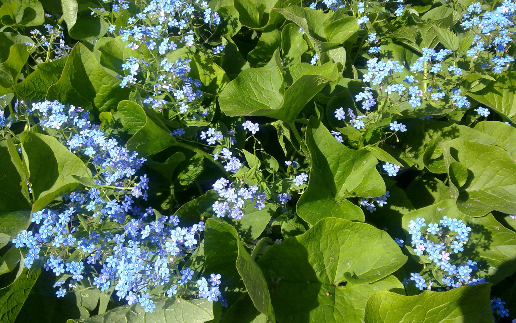 Весенние красивые  цветы незабудки