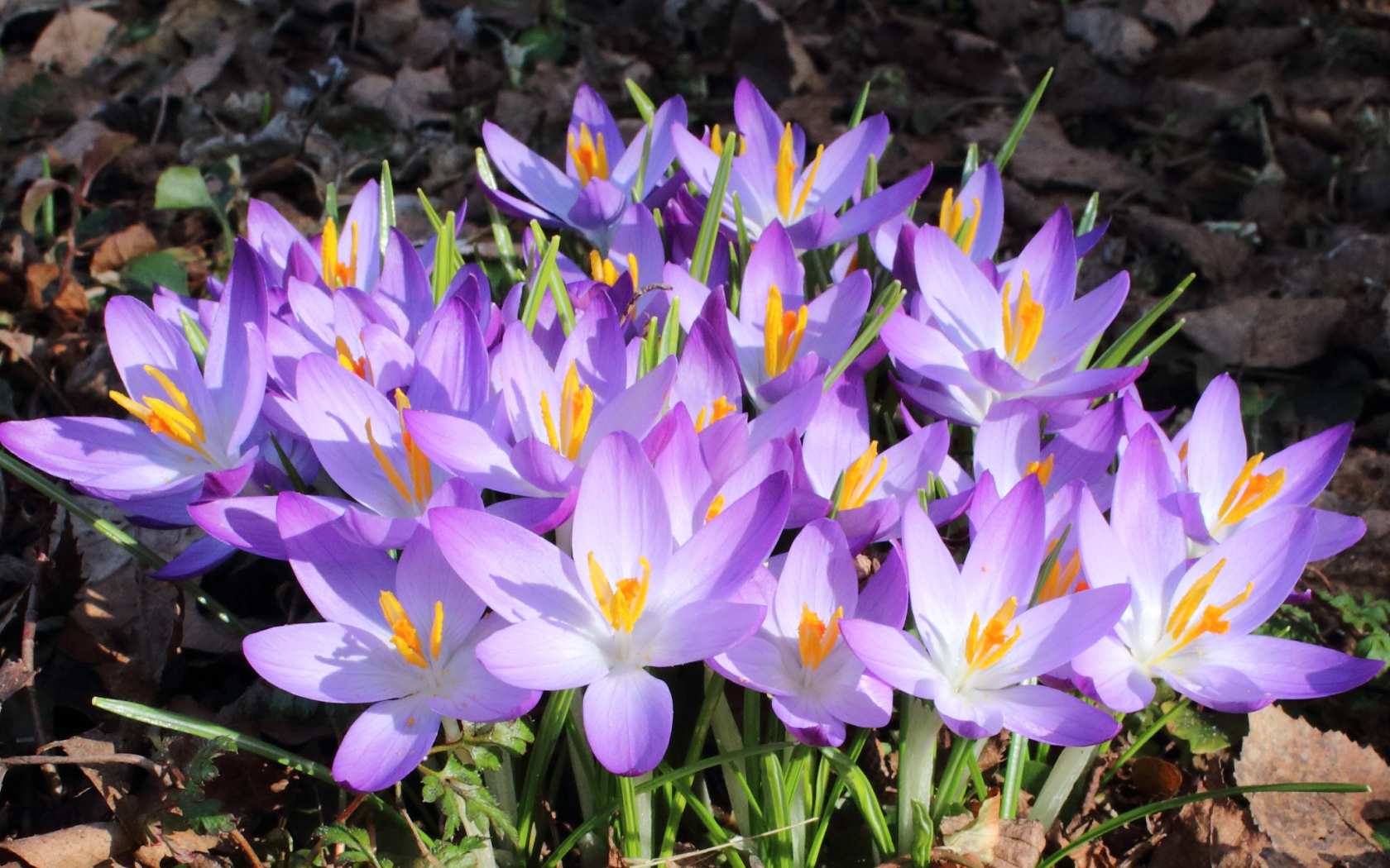 Весенние крокусы на поляне