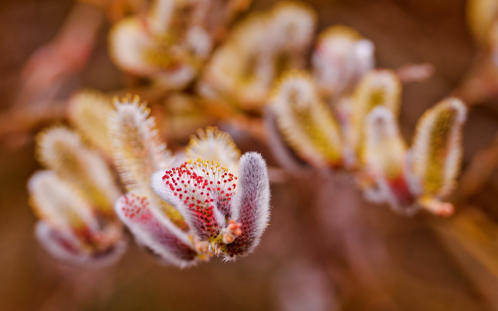 Весенние цветы