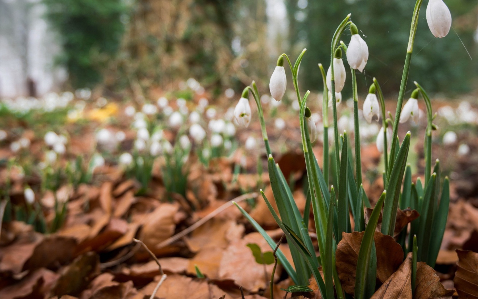 Весенние цветы