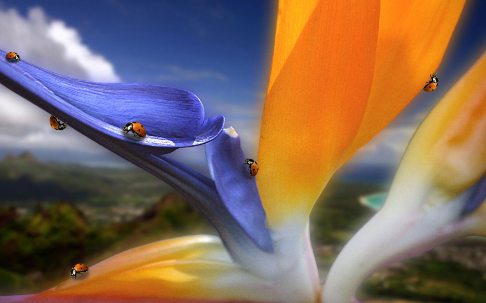 Необычный цветок