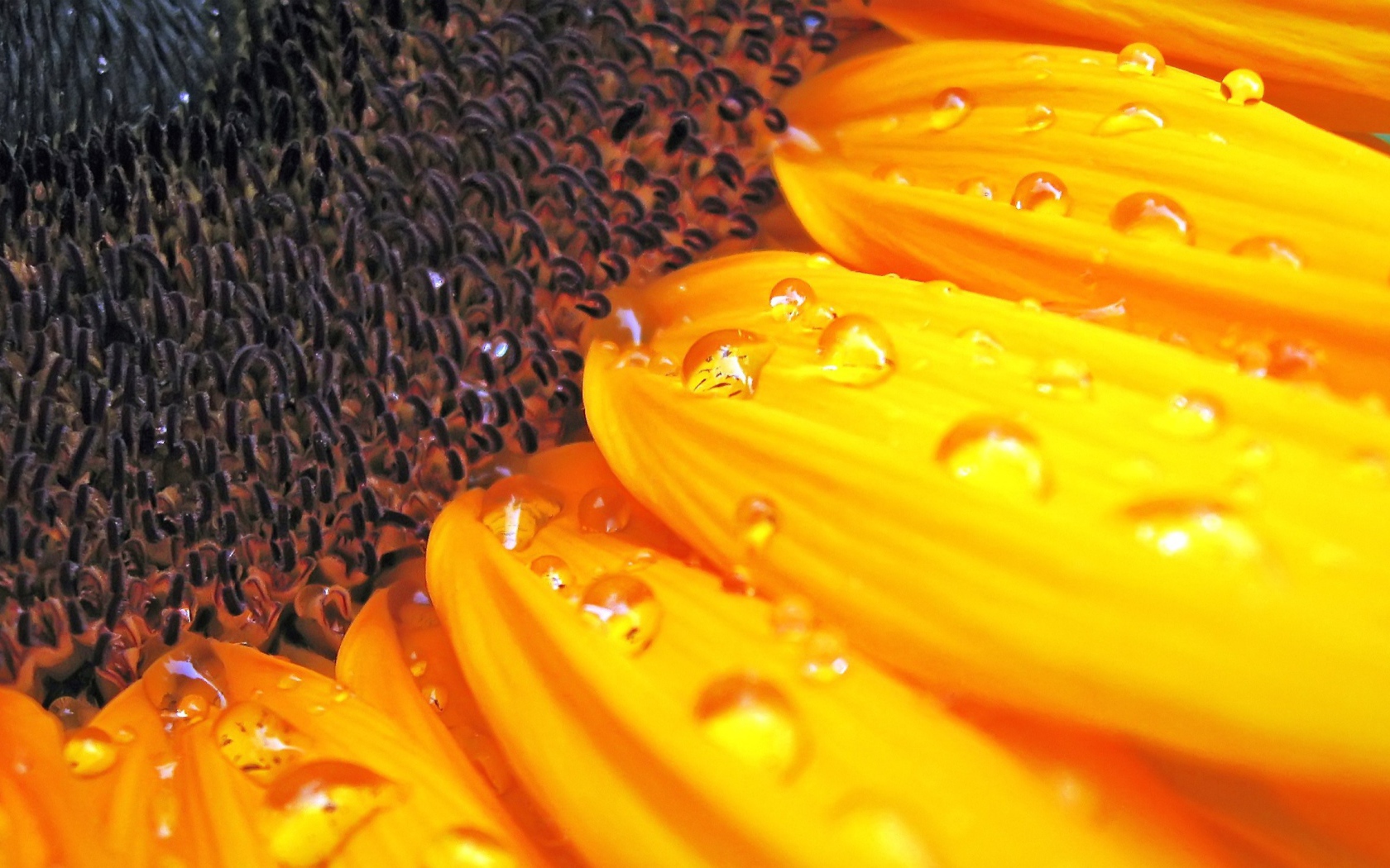 Цветок солнца