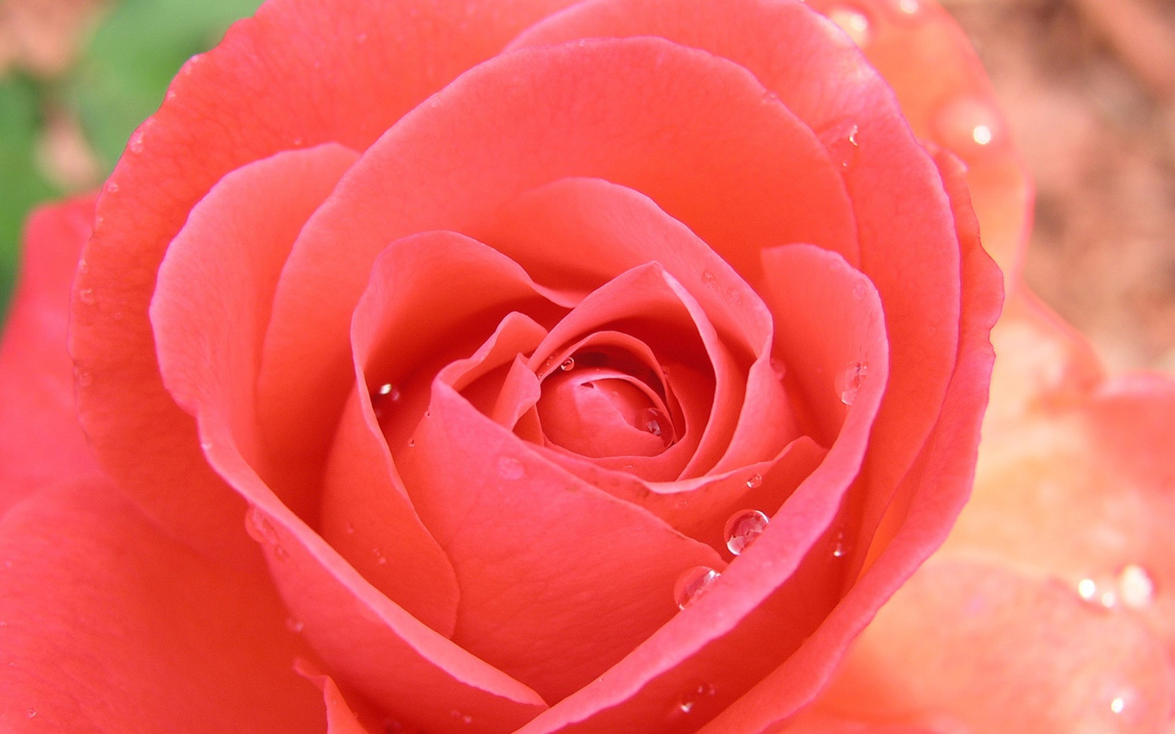 Тропическая роза