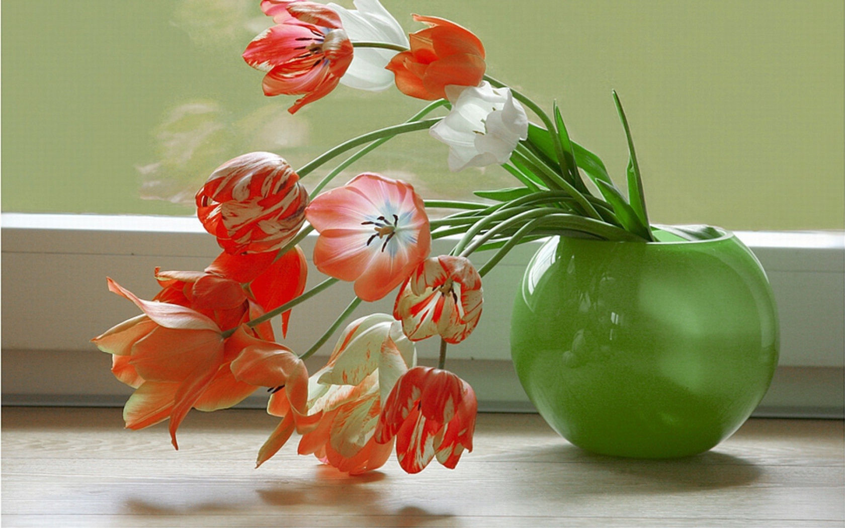 Тюльпаны у окна