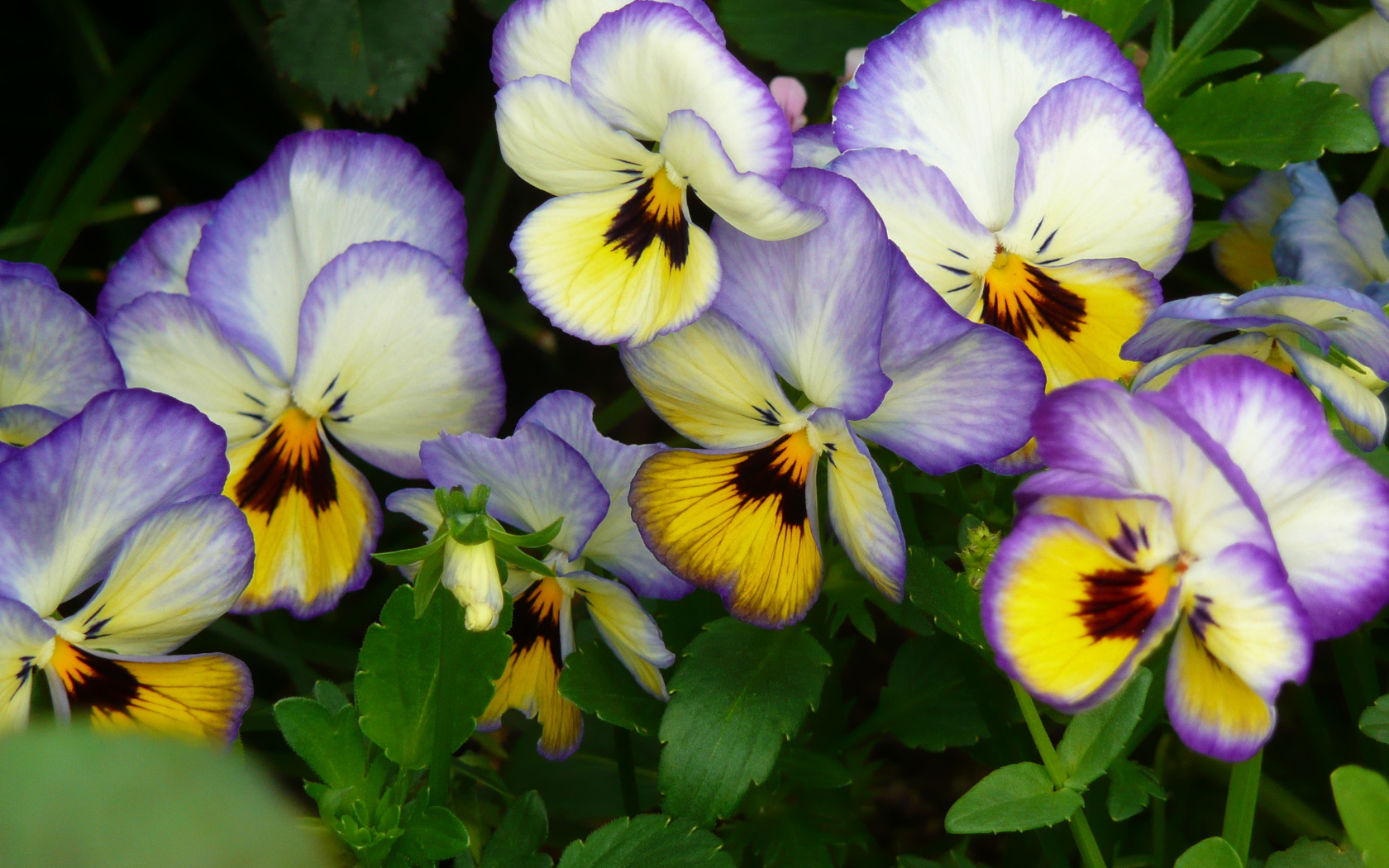 Виолы (фиалки, анютины глазки)
