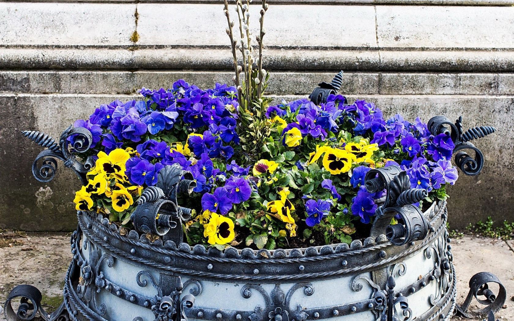 Цветы виола (фиалка,анютины глазки) весной