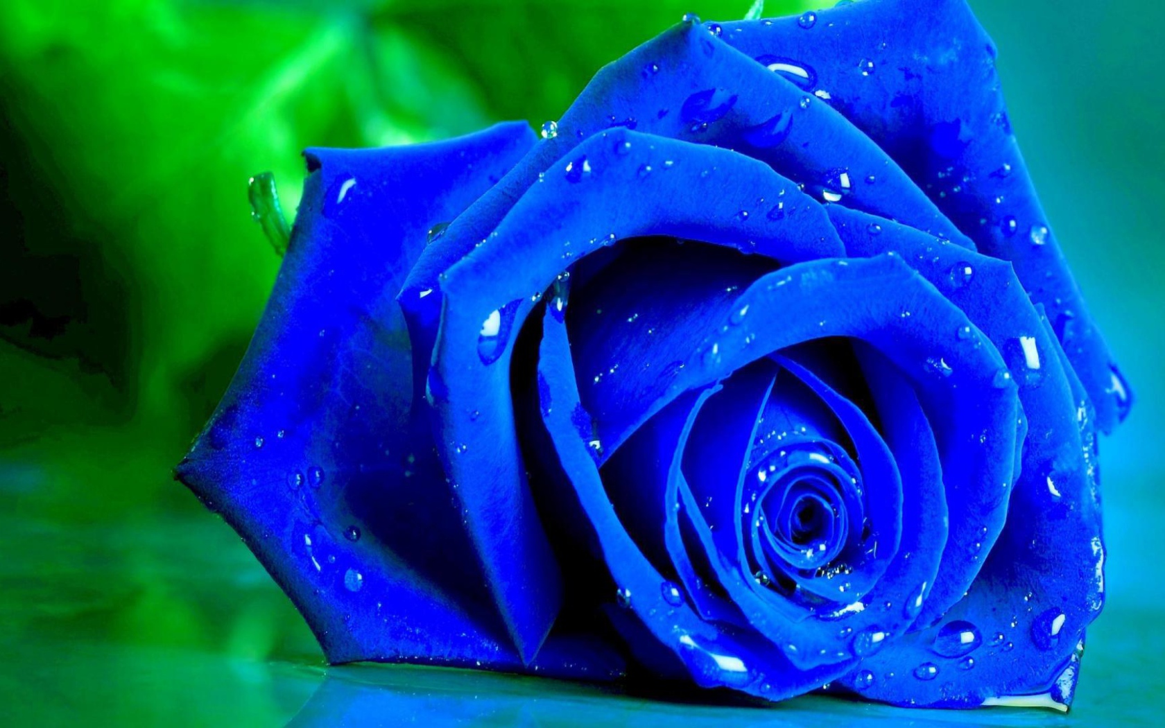 Мокрая синяя роза на зелёном фоне