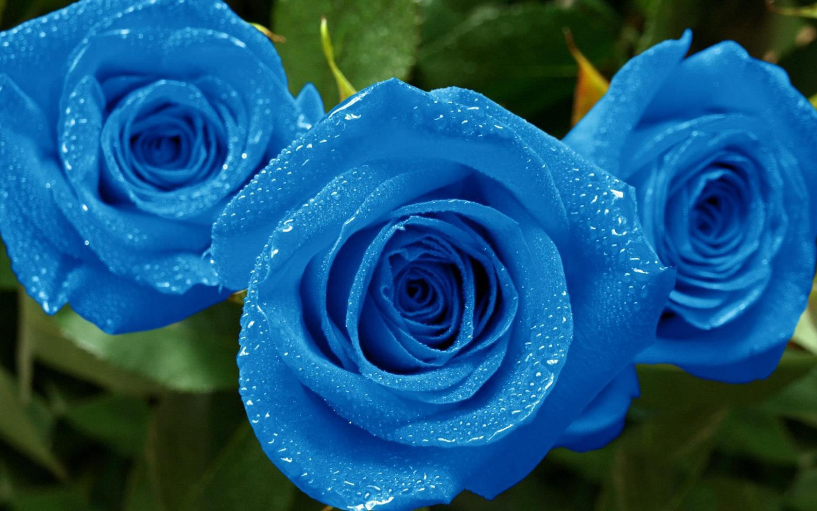 Мокрые синие розы в саду