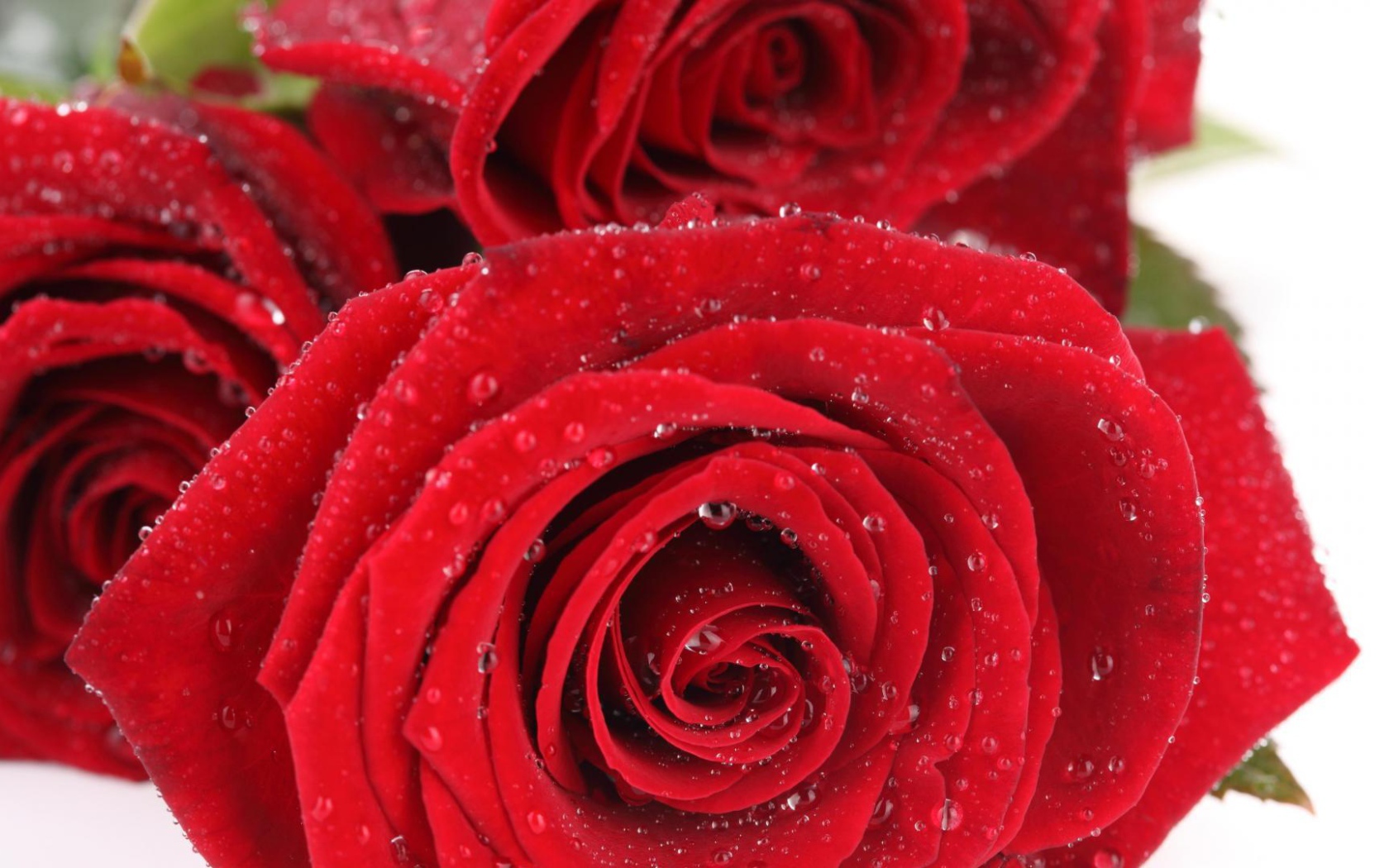 Мокрые красные розы на белом столе