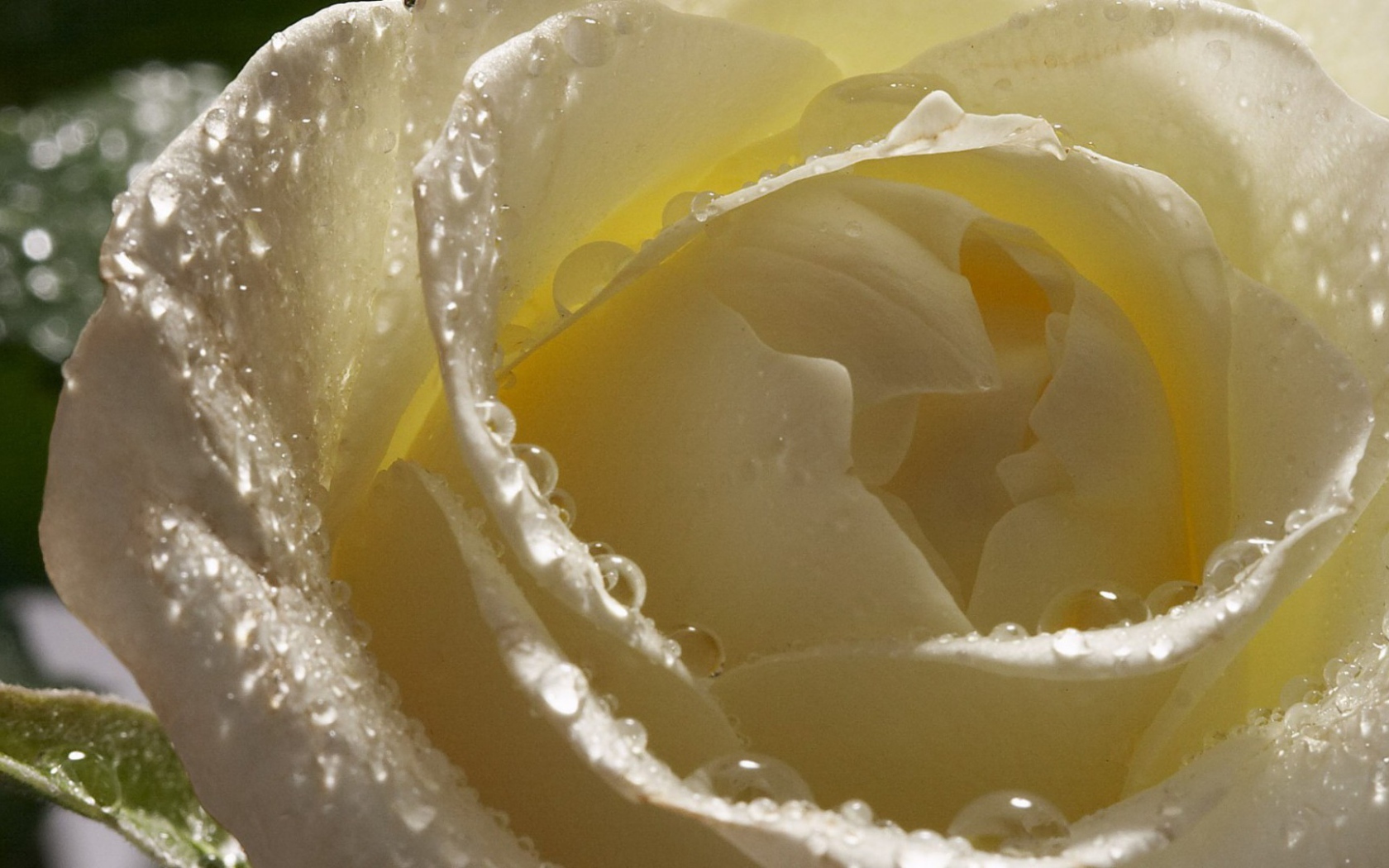 Мокрая белая роза крупным планом