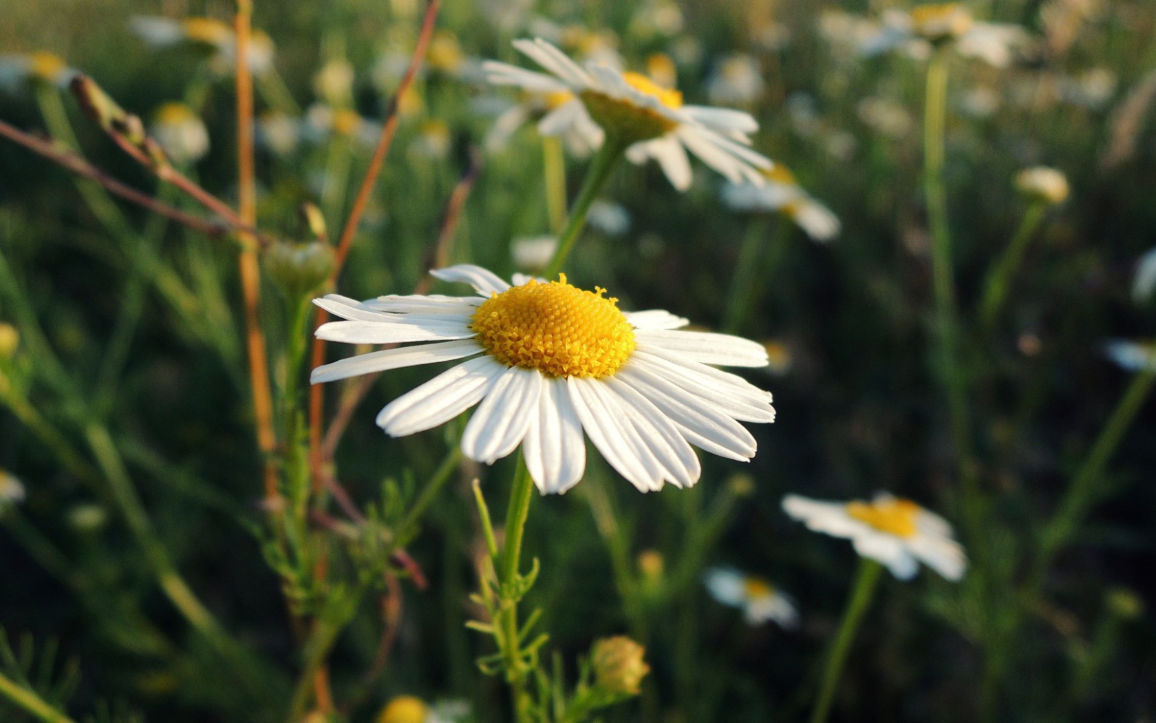 Белая ромашка на природе