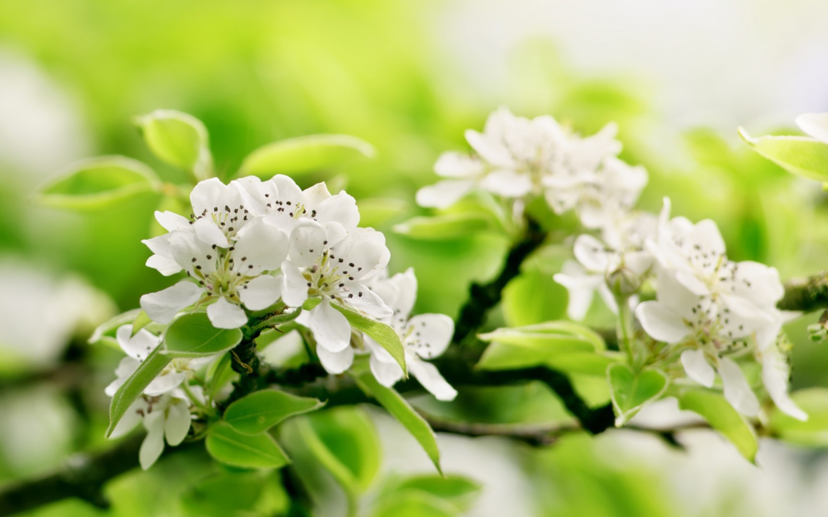 Белый цвет на зеленом фоне