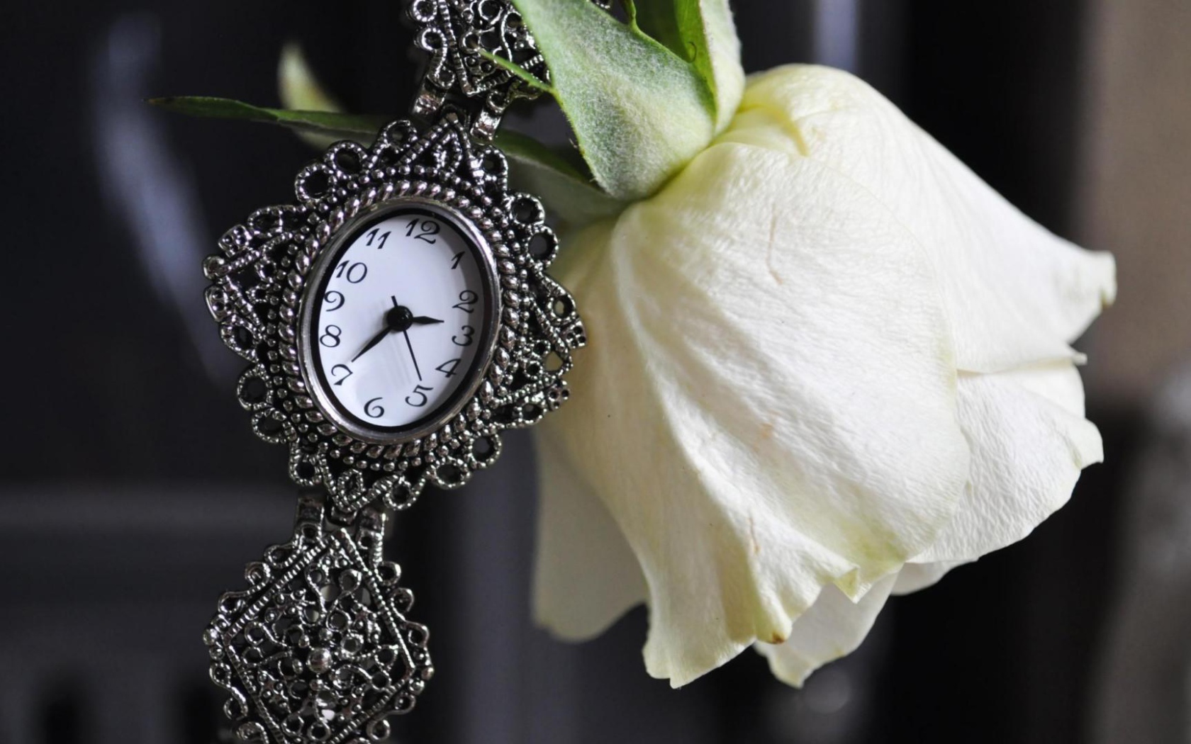 Белая роза и часы