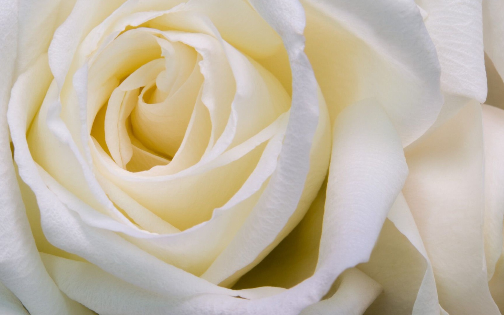 Белые розы крупным планом