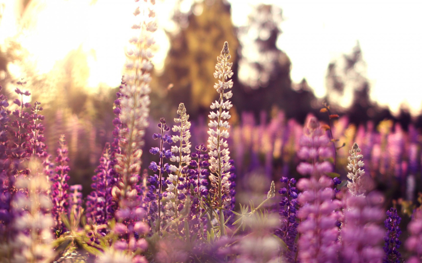 Полевые цветы в лучах солнца