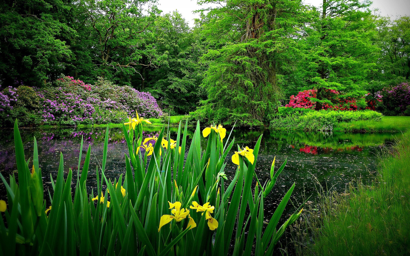 Желтые цветы на берегу озера