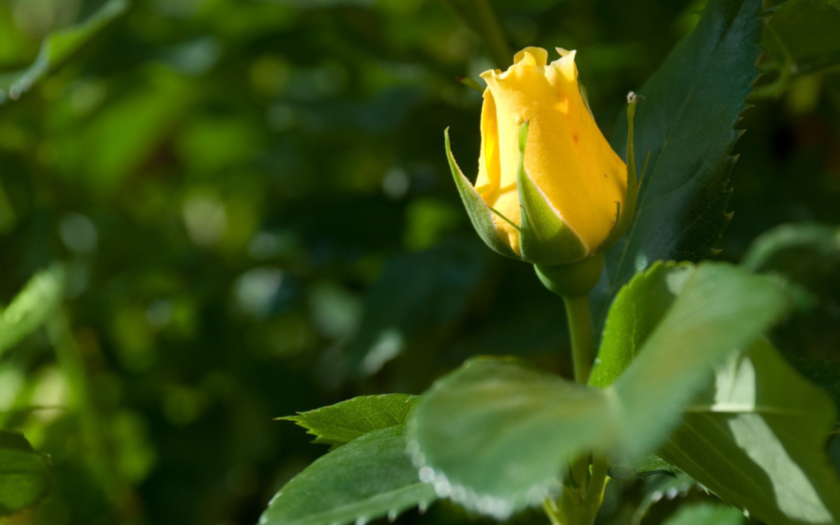 Жёлтая роза цветёт