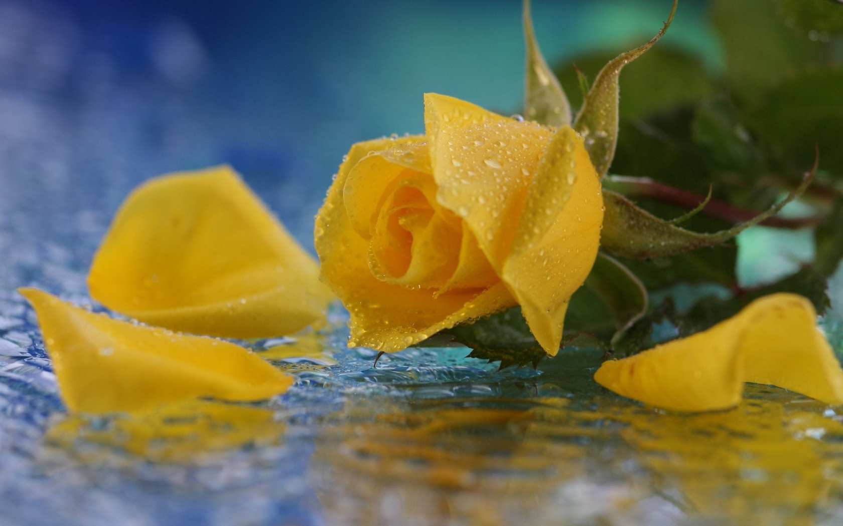 Yellow rose in water