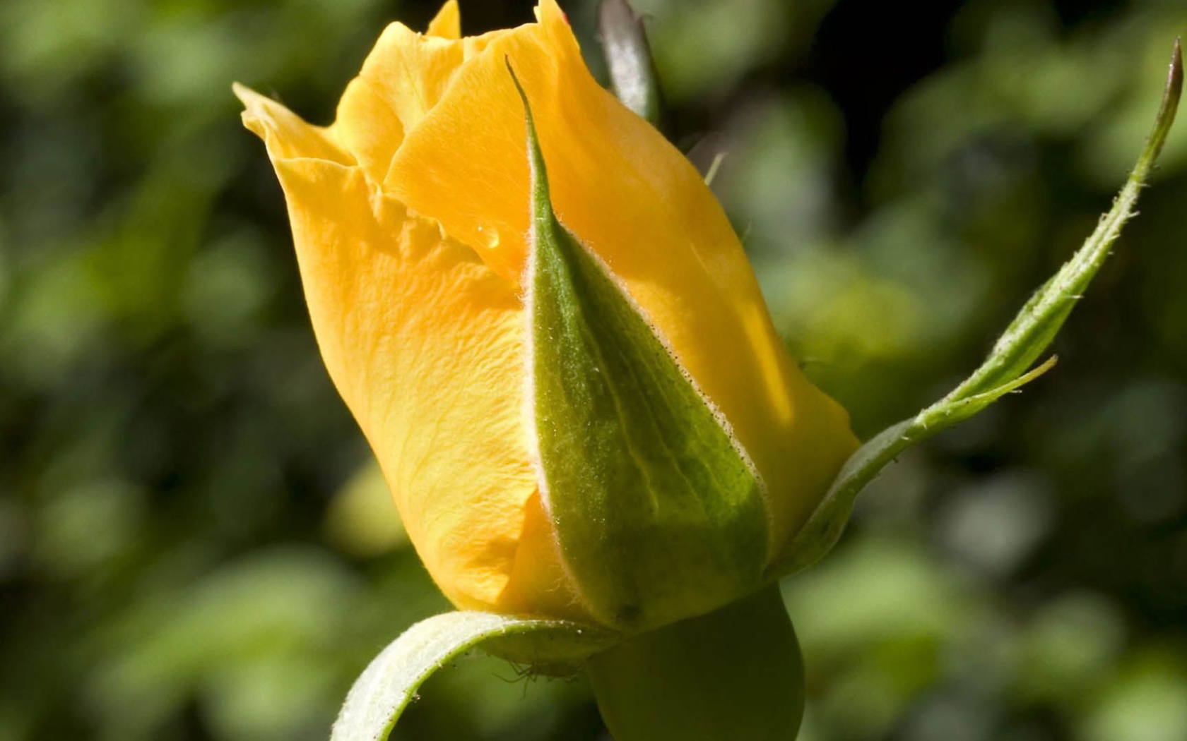 Жёлтая роза на фоне зелени