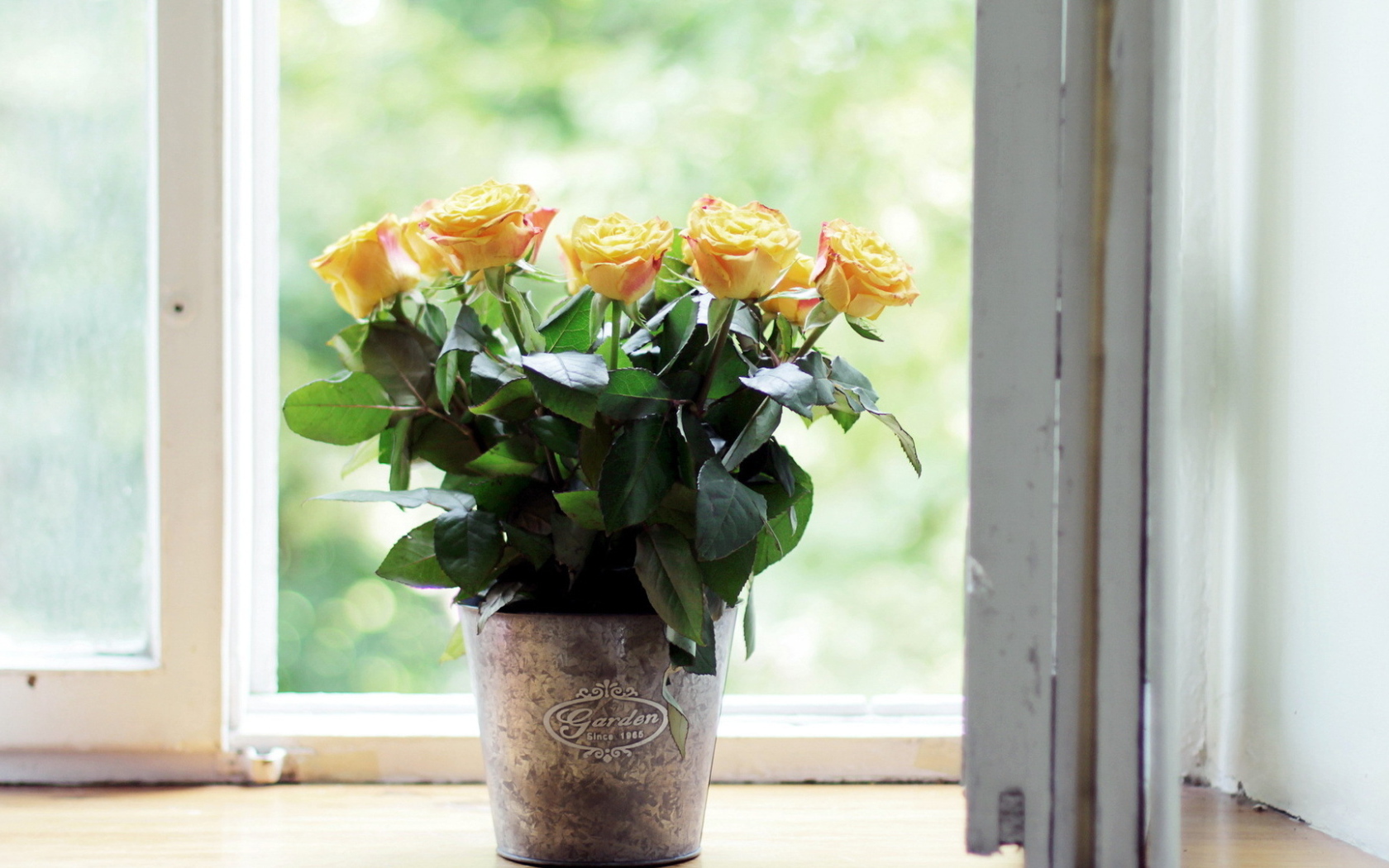 Жёлтые розы в горшке на подоконнике