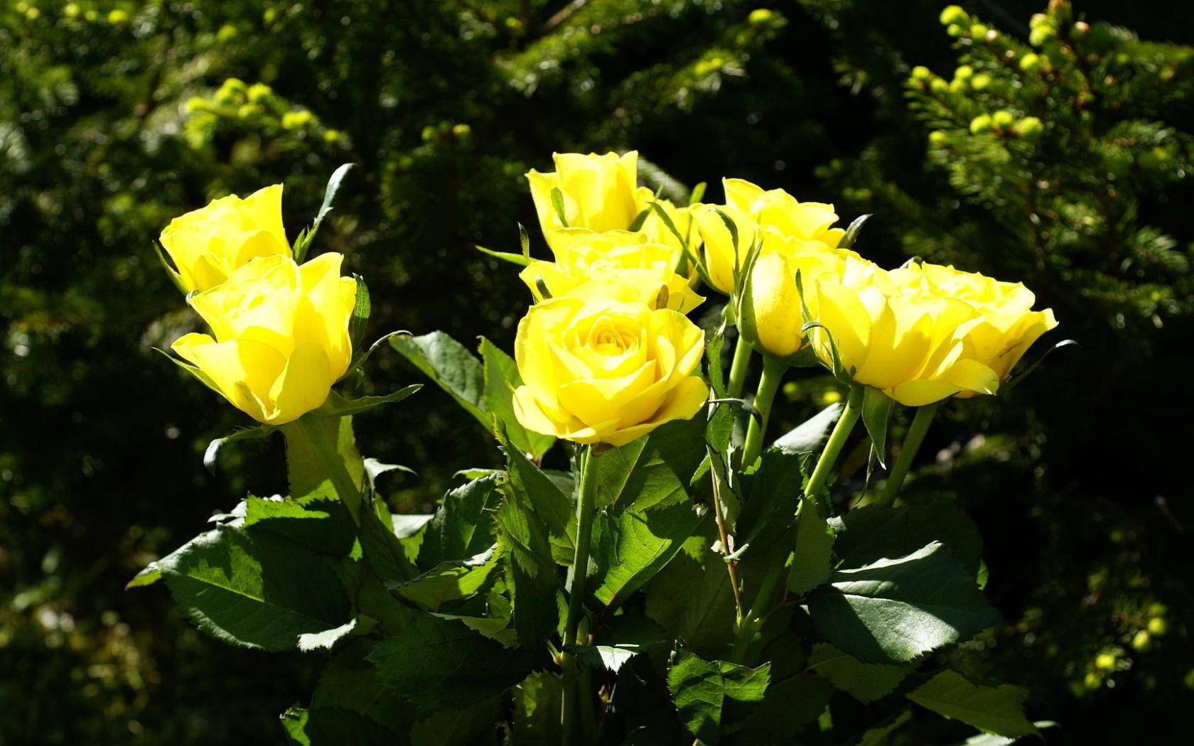 Жёлтые розы на фоне деревьев