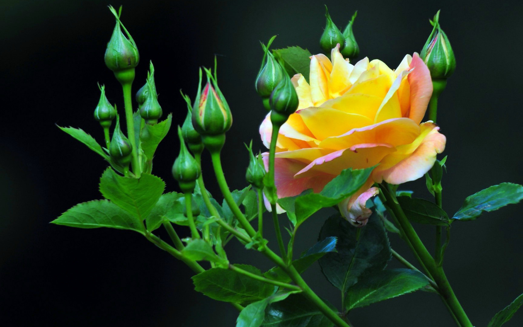 Жёлтые розы на тёмном фоне