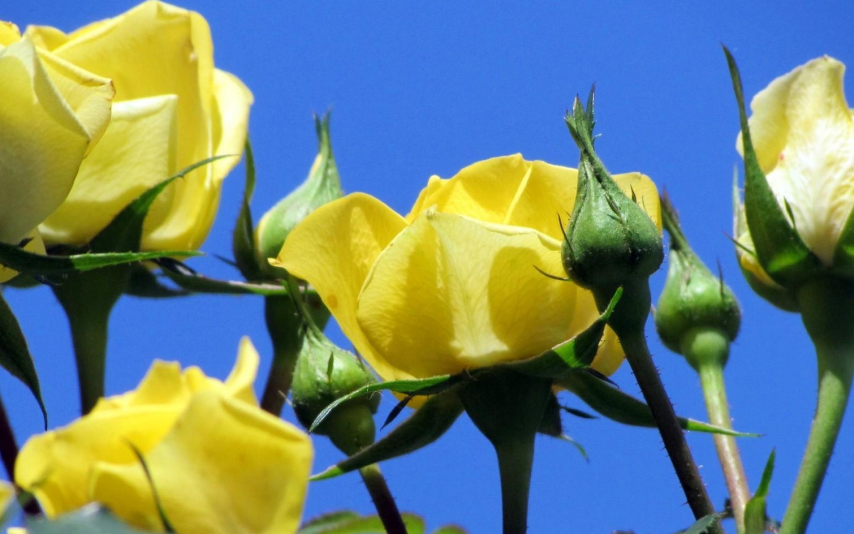 Жёлтые розы на фоне неба