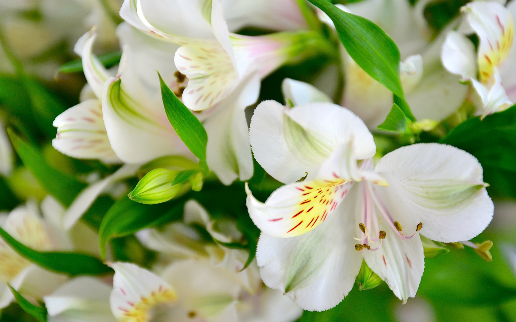 Молодые белые лилии