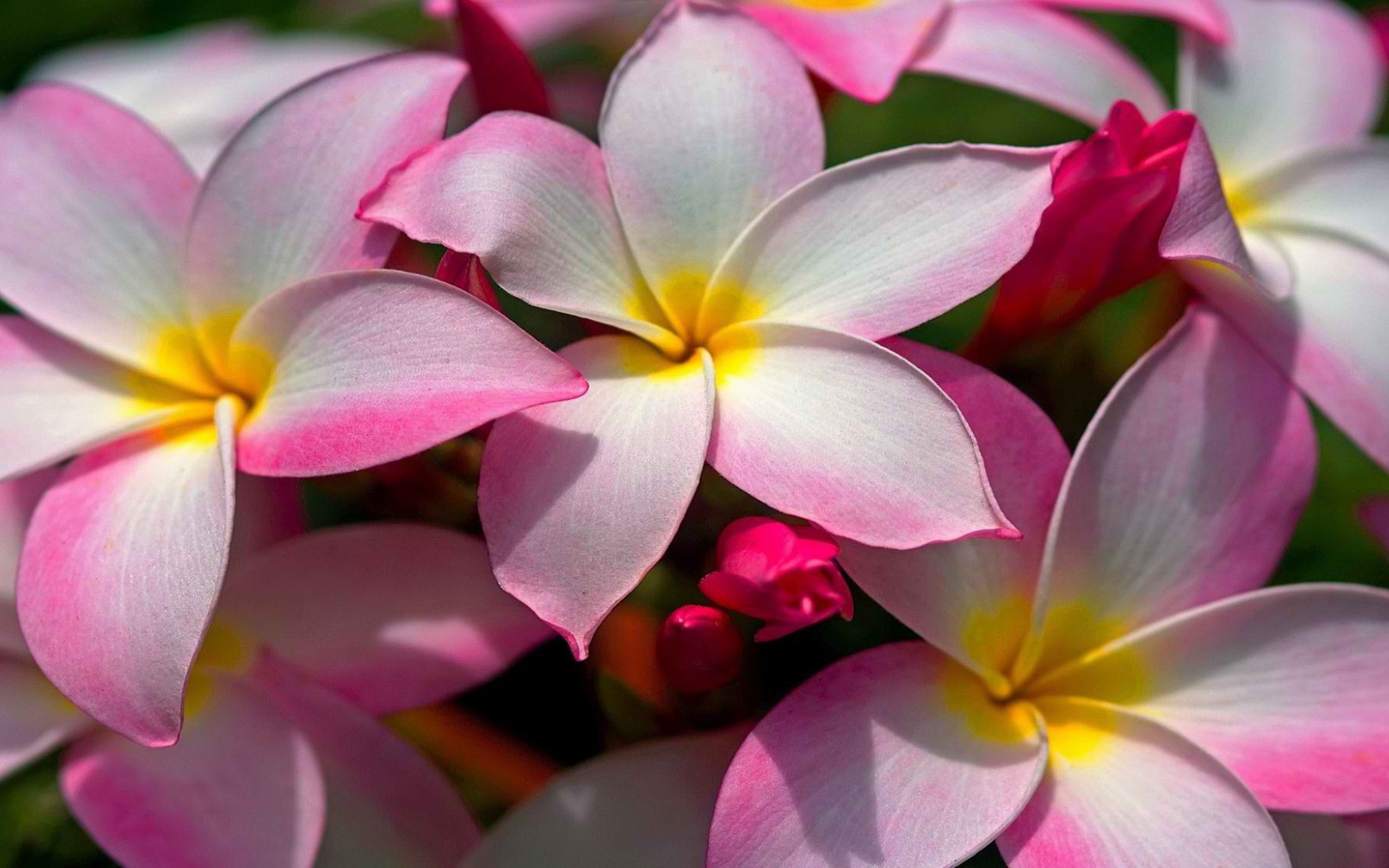 Цветущая Плюмерия