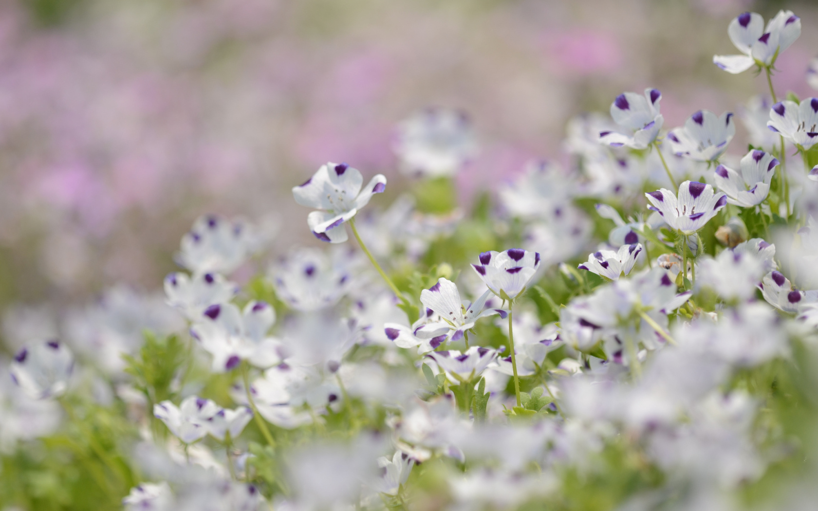 Сине белые цветки льна