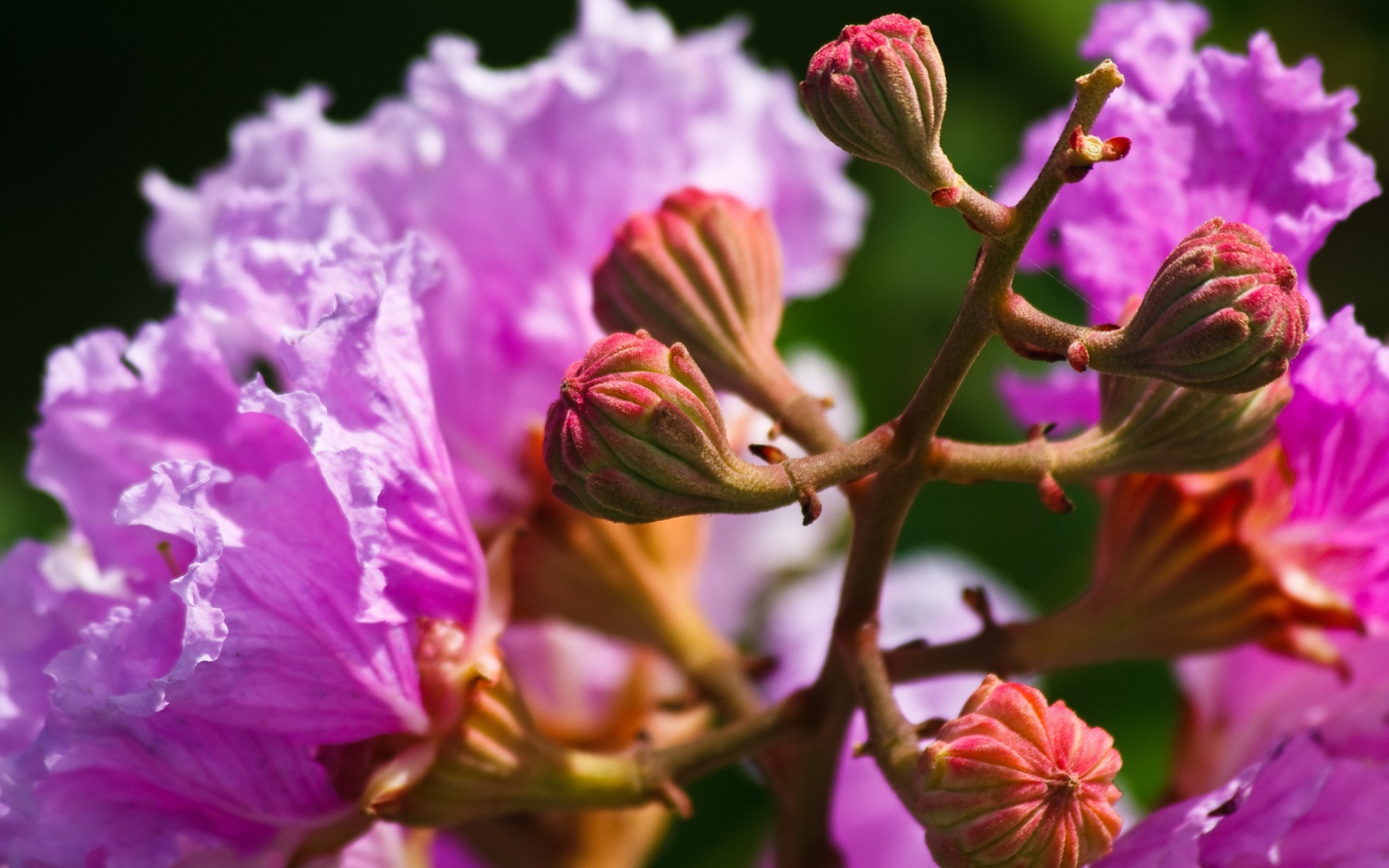 Бутоны и розовые цветы