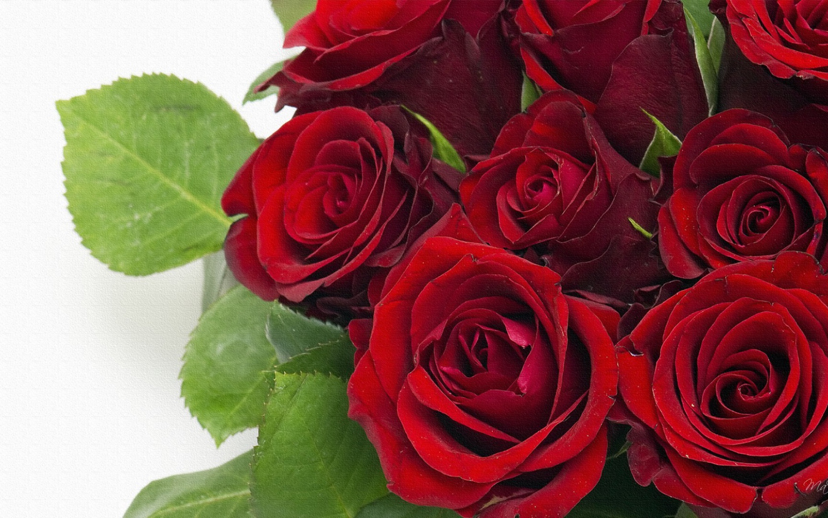 Темно красные розы