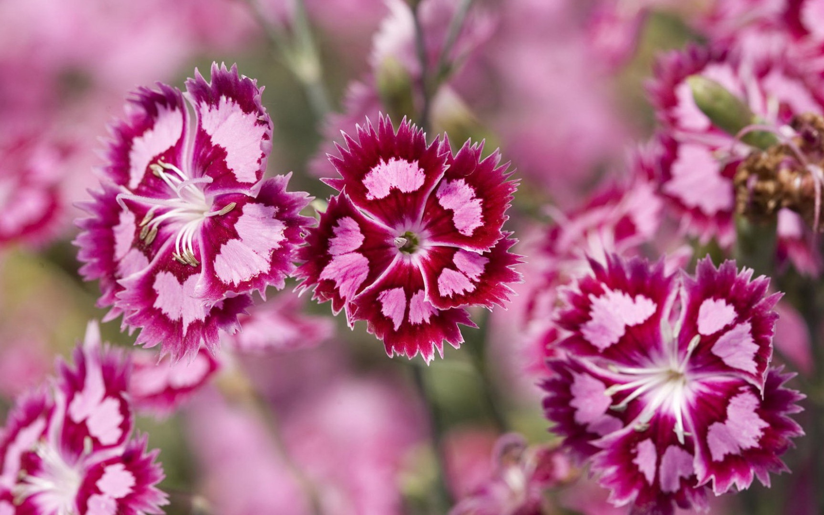 Нежные розовые цветы