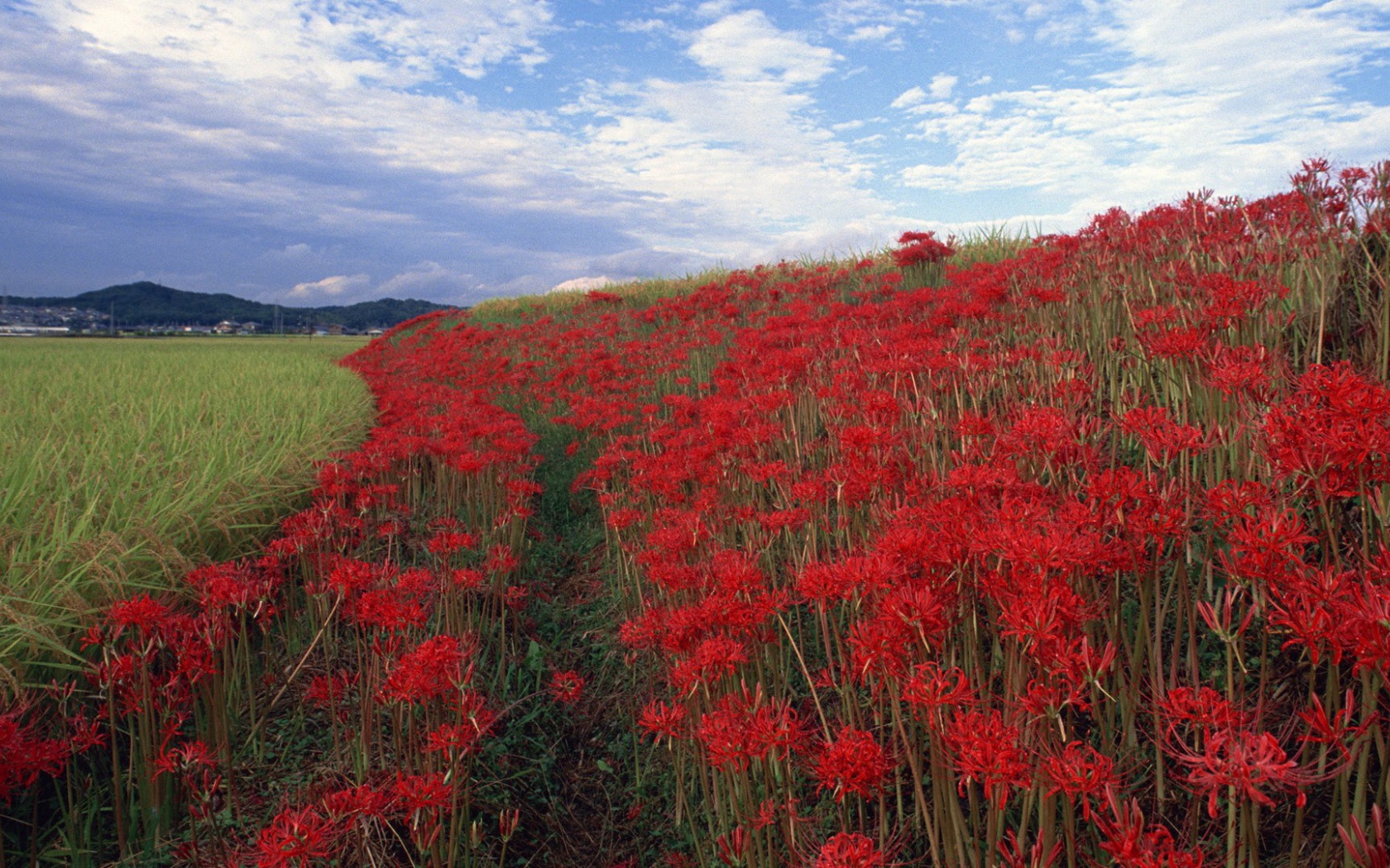 Поле красных цветов