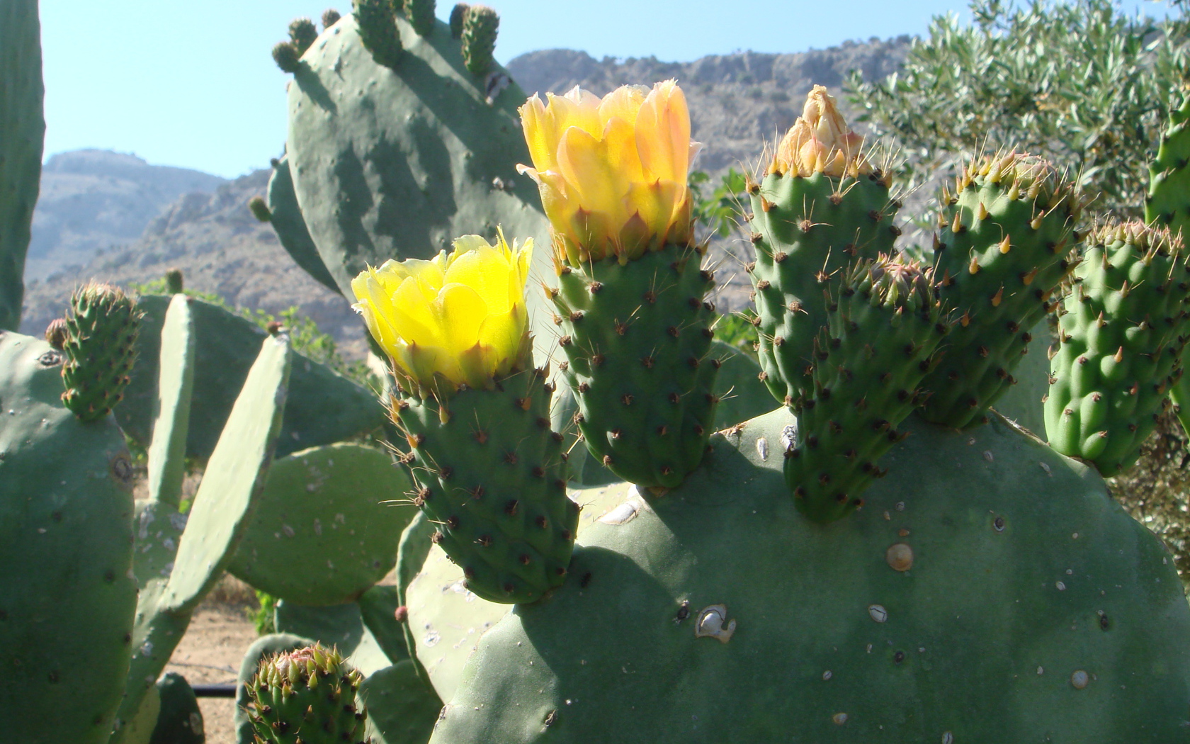 Цветущий кактус