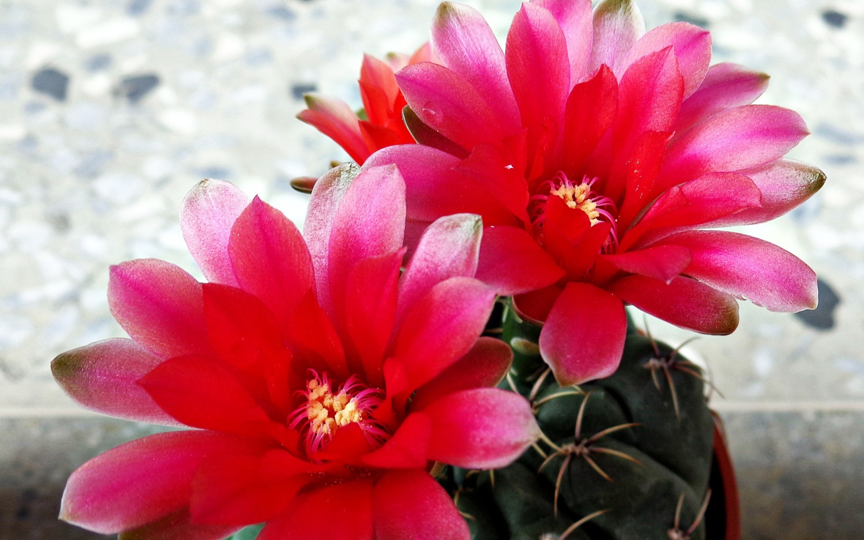 Красные цветы на кактусе