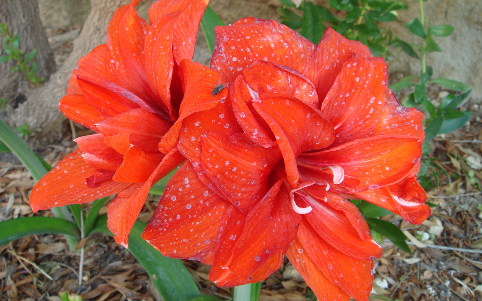 Красные цветы с каплями