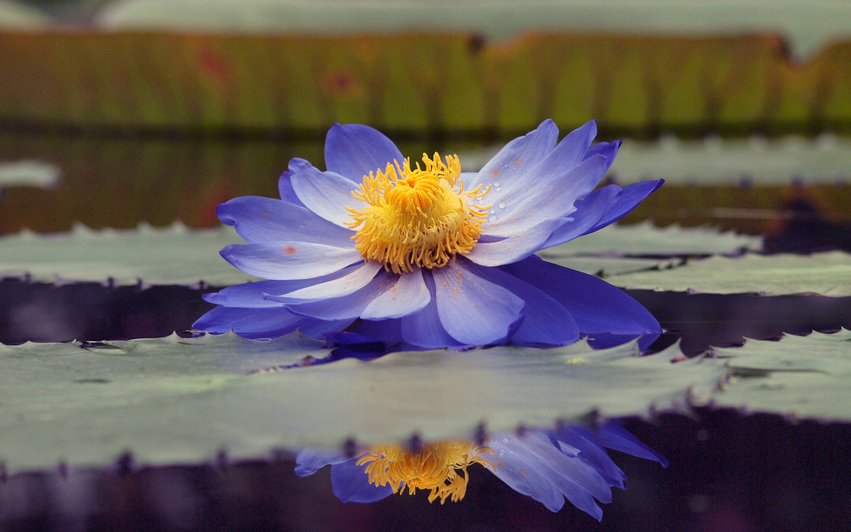 Водяная лилия на пруду