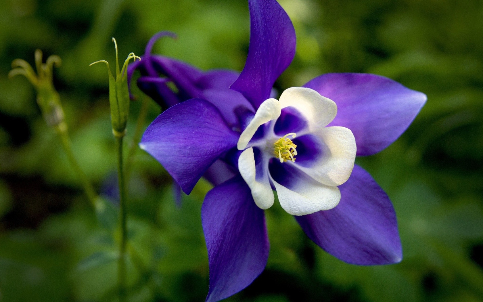 Бело синий цветок