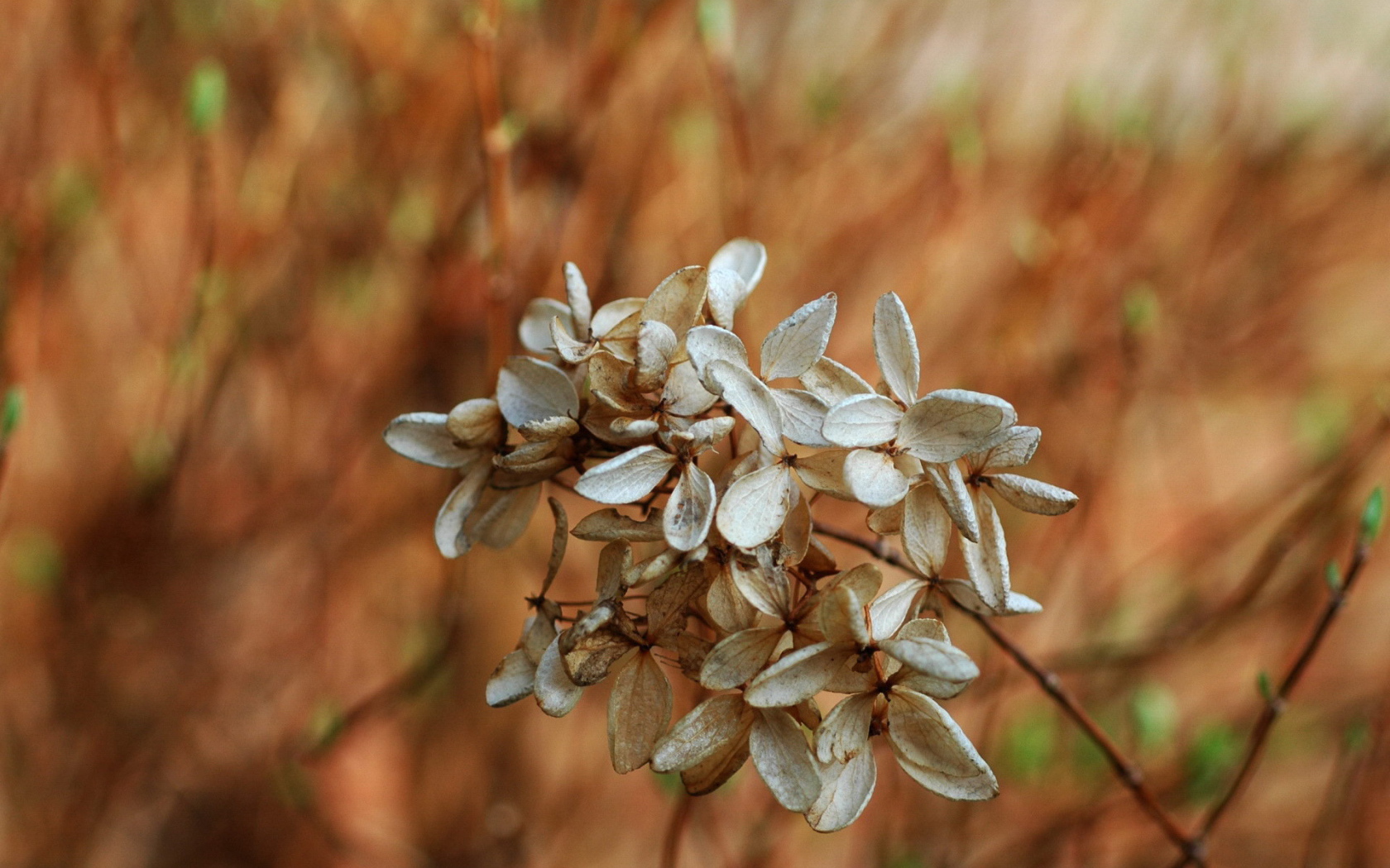 Завядший цветок