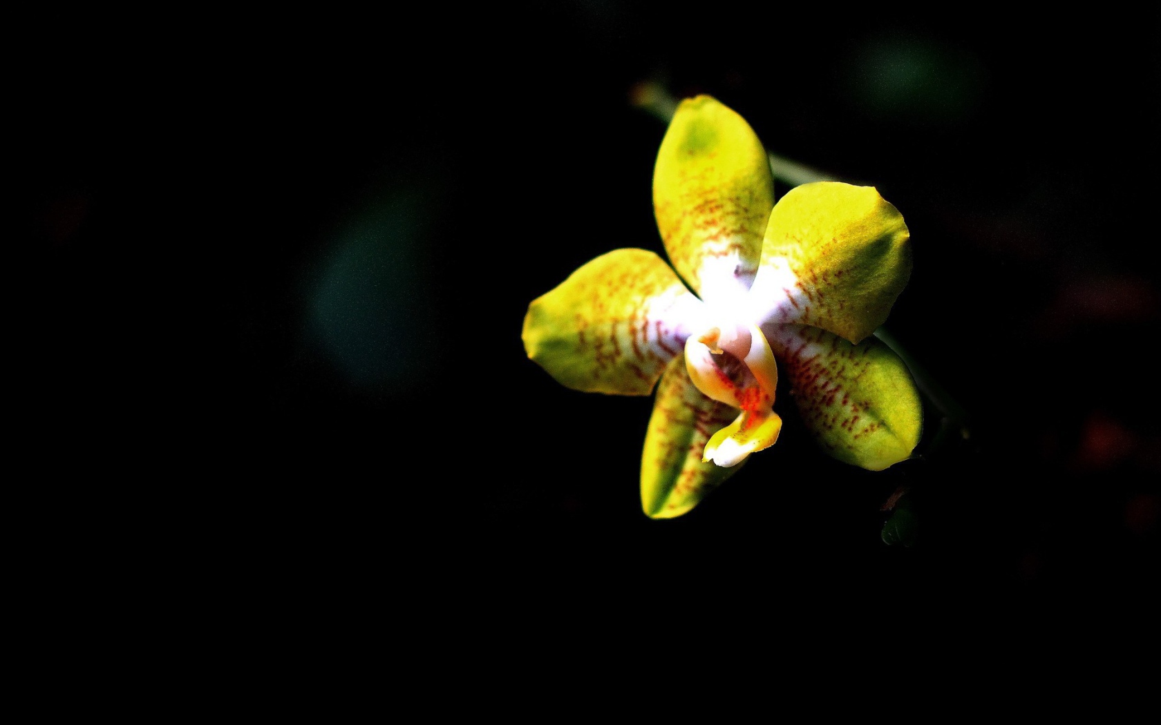 Желтая орхидея на черном фоне