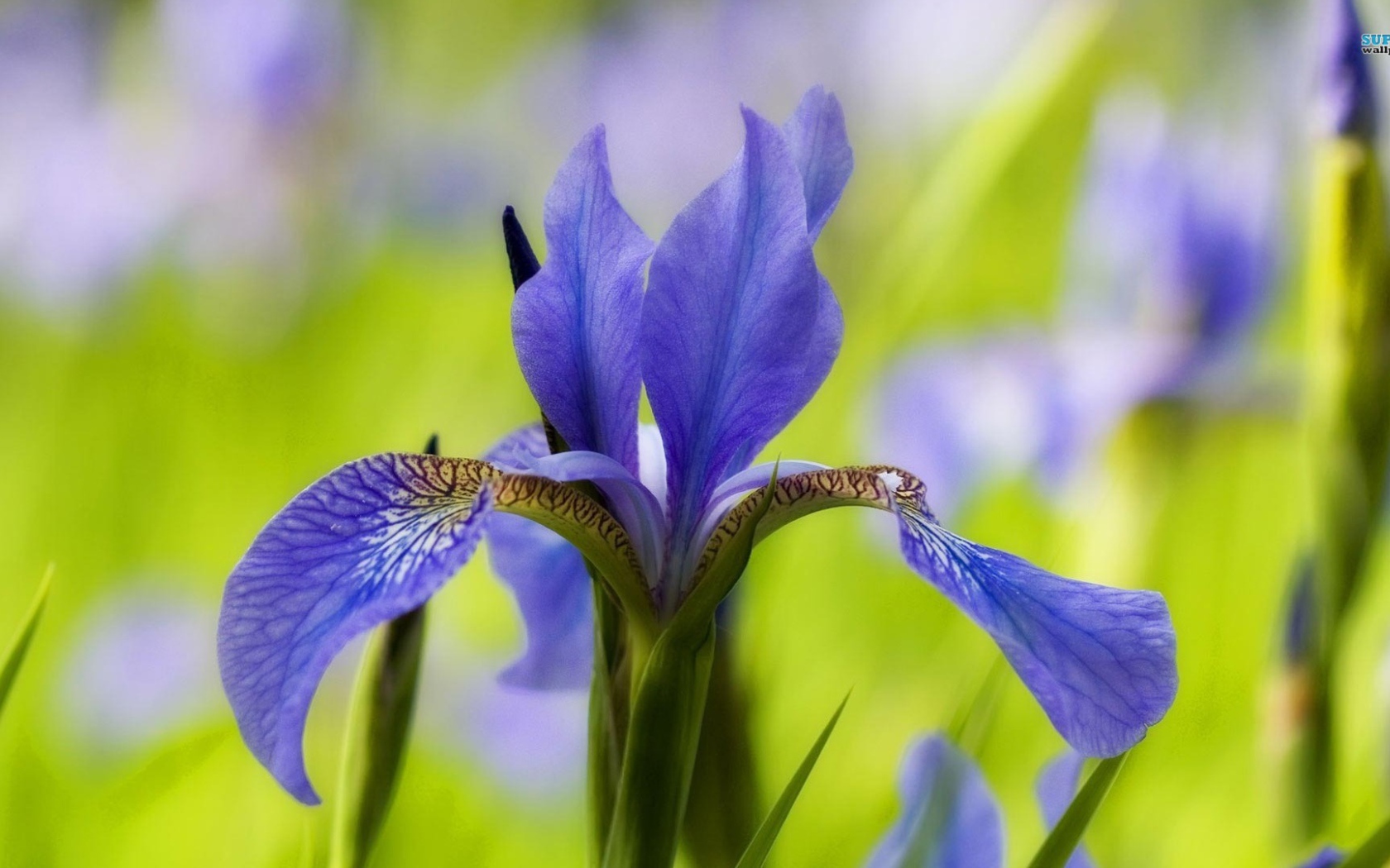 Ирис только распустился