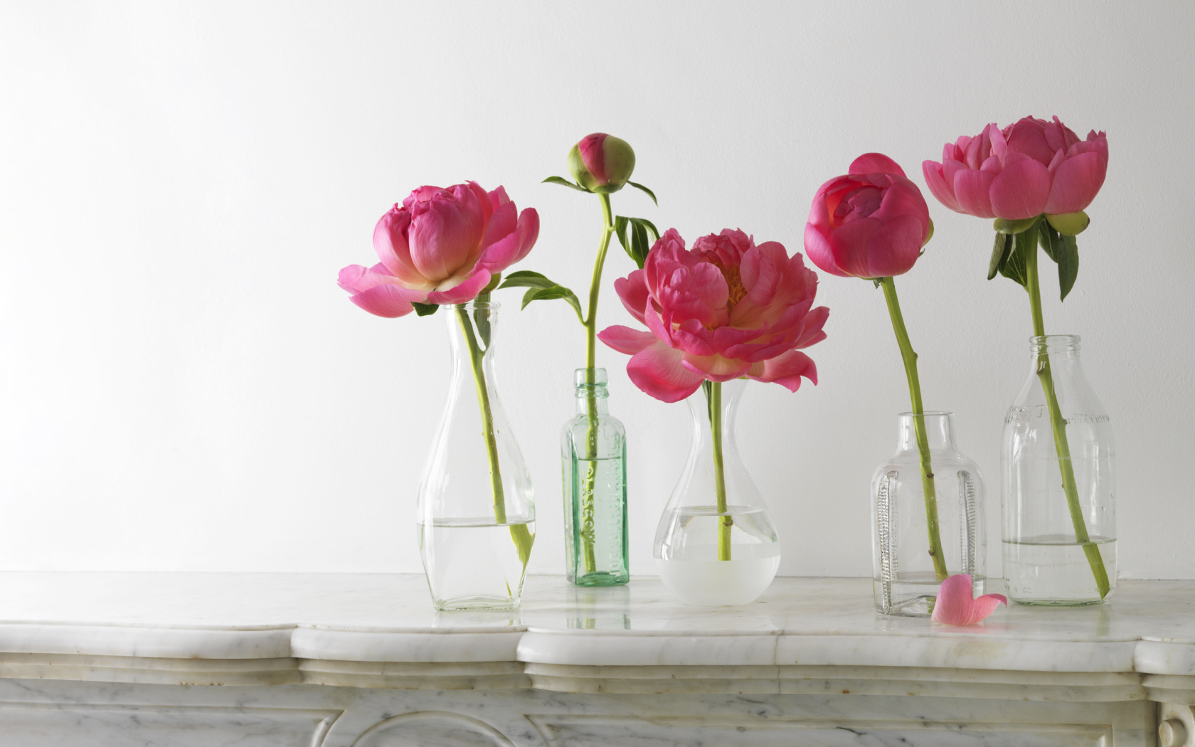 Красивые пионы