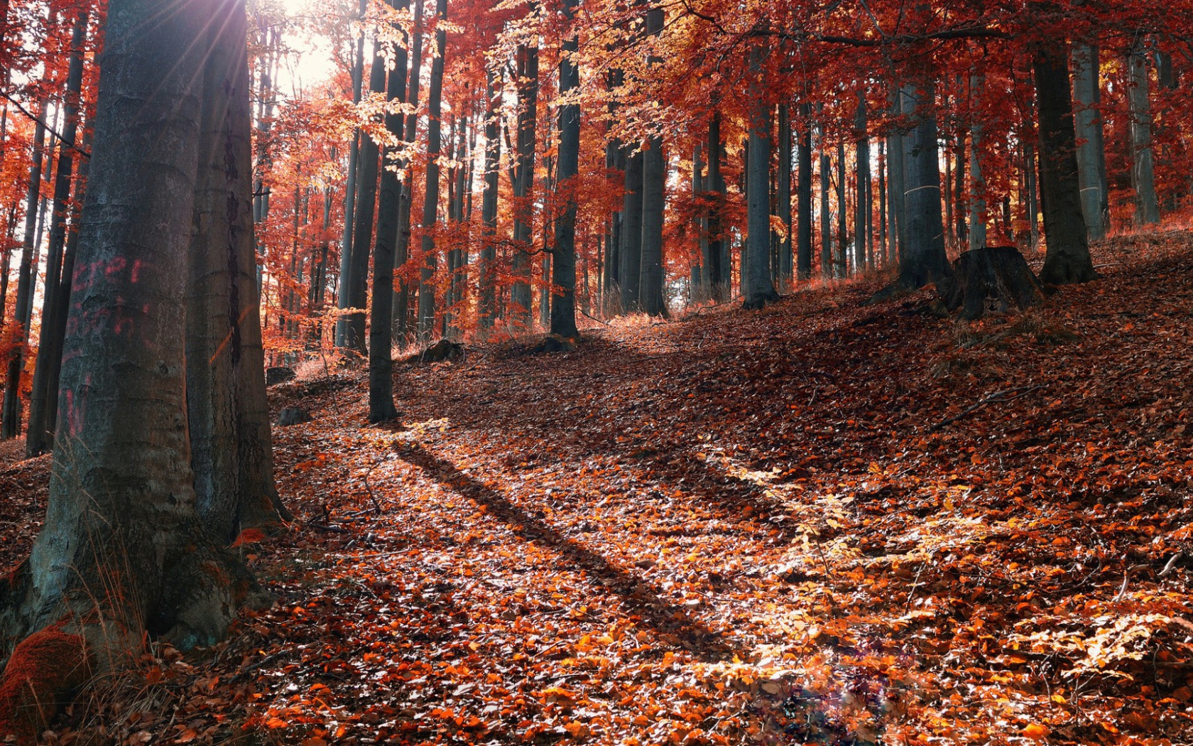 Осень в лесу