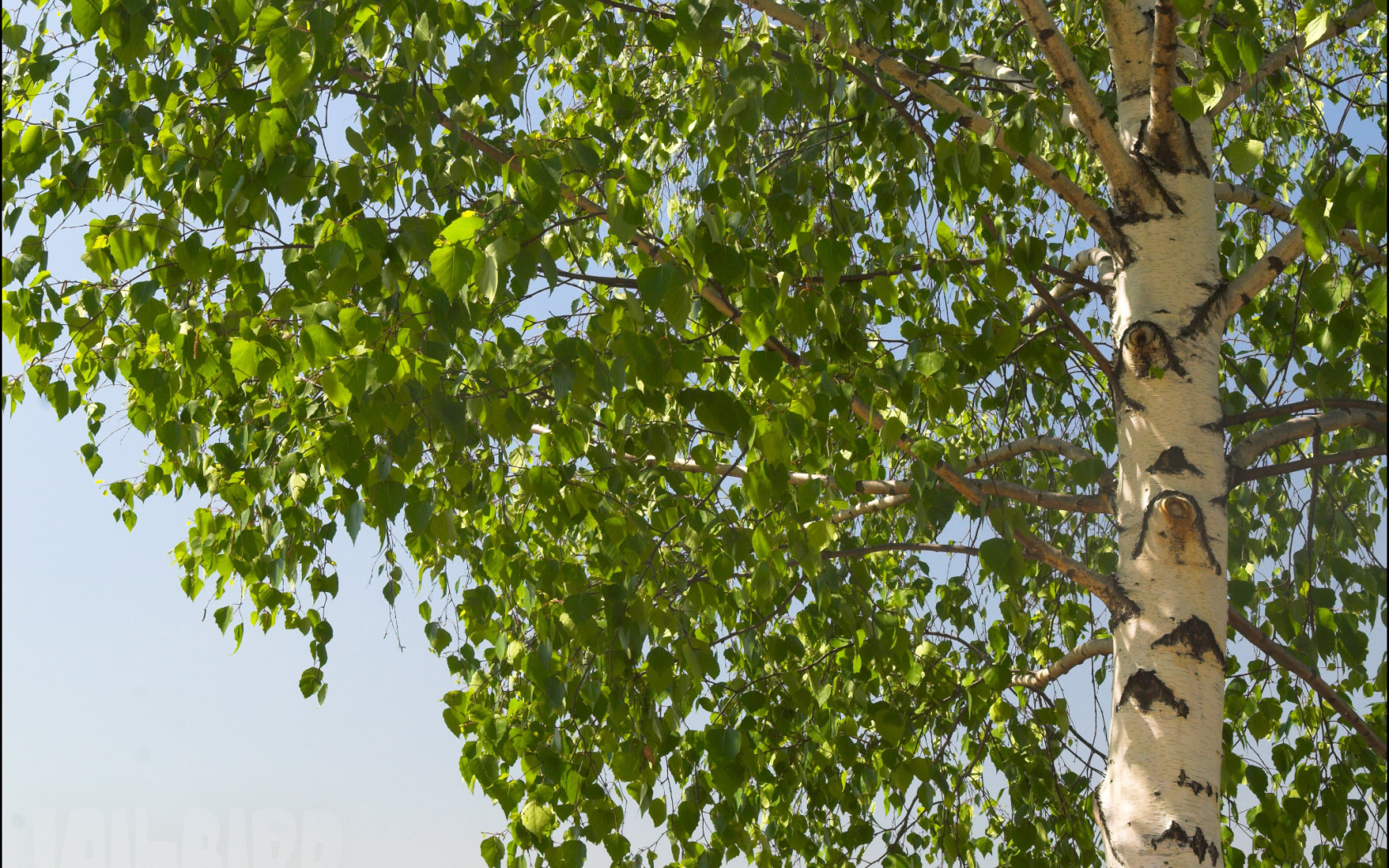 Береза на фоне неба