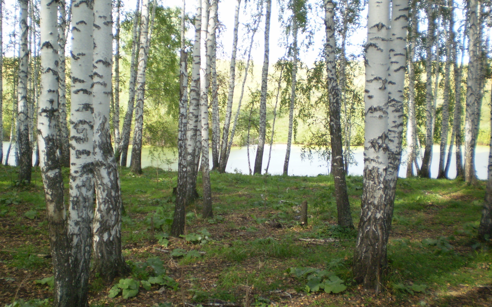 Березовая роща у озера