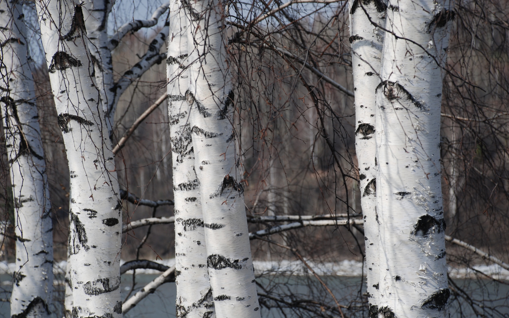 Зимняя березовая роща