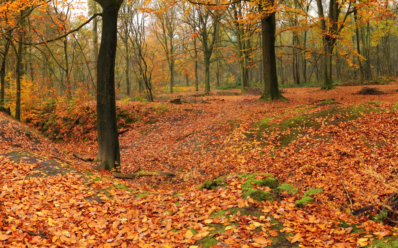 Лес теряет листья