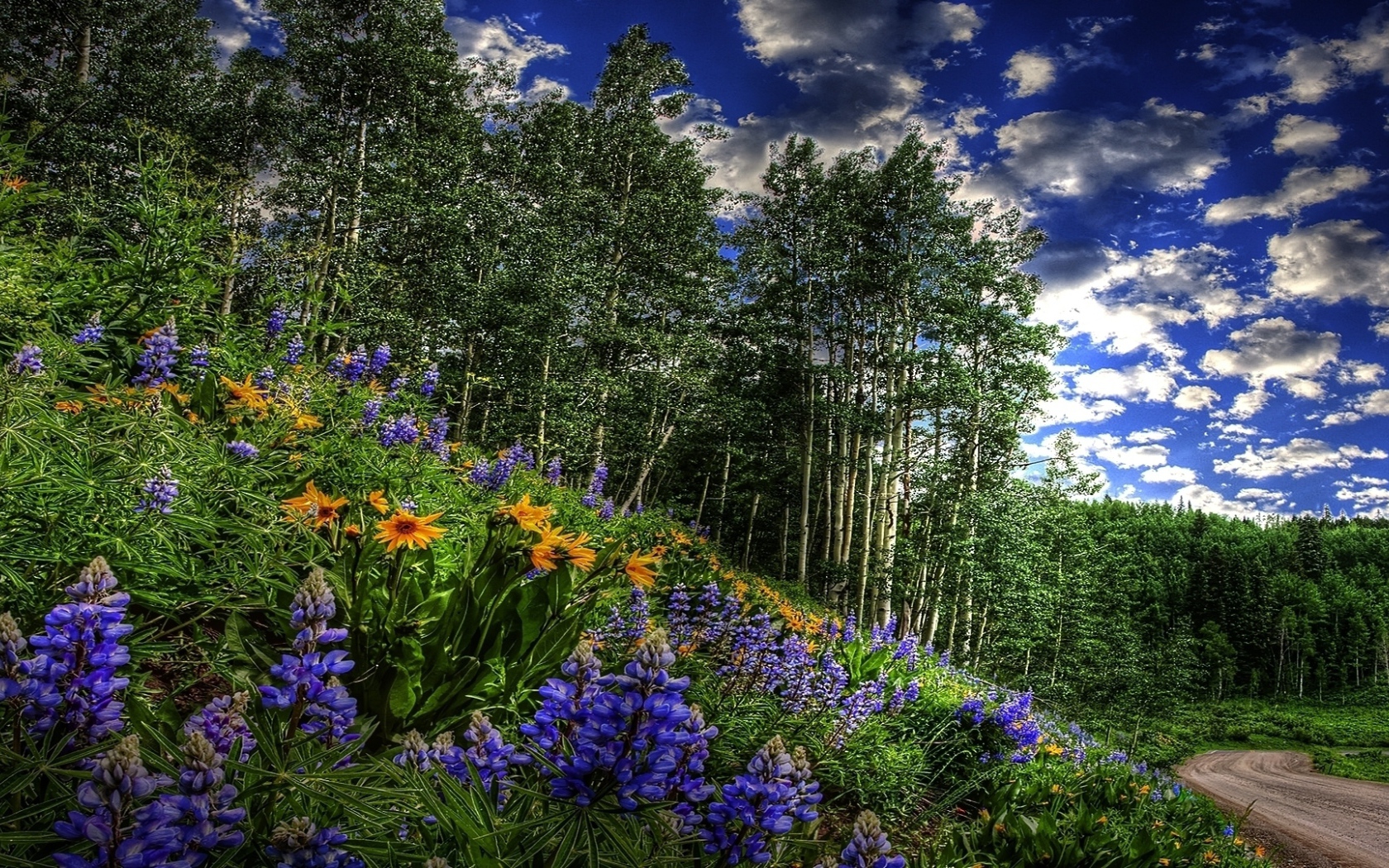 Цветы около дороги